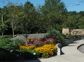 Pollinator garden at Discovery Magnet School, Bridgeport, CT